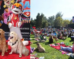 219 adorable dogs gather to break Guinness World Record at movie premiere