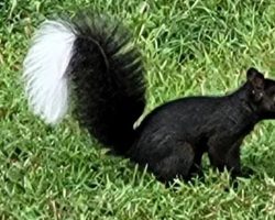 The mystery of the “squnk”: Ohio residents can’t tell if this creature is a squirrel or a skunk