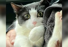 Alaska couple who lost their home in flood reunites with missing cat after 26 days