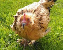 21-year-old Peanut is officially the oldest chicken in the world — congratulations