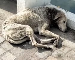 Without Love In This World, Only An Angel Could Help This Collapsed Stray