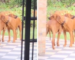 Dad Catches Dog Twins Locked In A Hug On The Back Patio