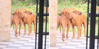 Dad Catches Dog Twins Locked In A Hug On The Back Patio