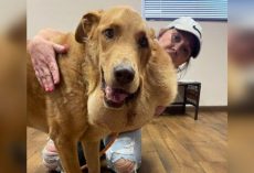 Stray dog was found with biggest tumor anyone had ever seen — after surgery he looks like a whole new dog