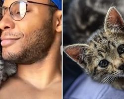 Kitten Loves Walking On Dad’s Shoulder