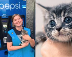 Firefighters save tiny kitten trapped inside a Walmart vending machine