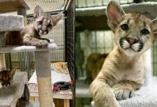 Mother mountain lion’s last act leads to her orphaned cubs being rescued: now they live in sanctuary