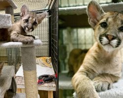 Mother mountain lion’s last act leads to her orphaned cubs being rescued: now they live in sanctuary
