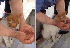Man Helps Stray Cat Drink Water From Tap