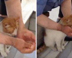 Man Helps Stray Cat Drink Water From Tap