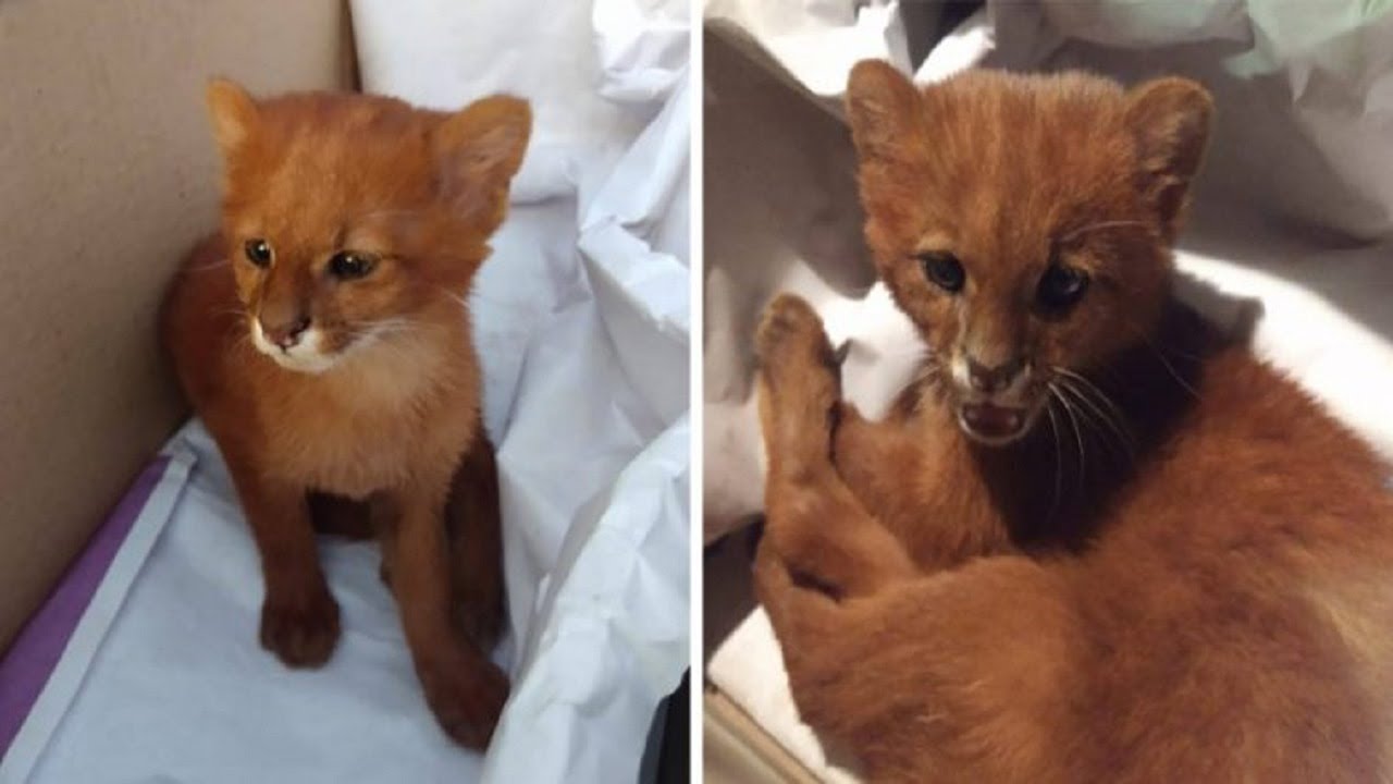 Teen takes in orphaned kitten as a pet, but later discovers it’s actually a puma