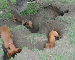 Dachshunds Dig The Best Holes