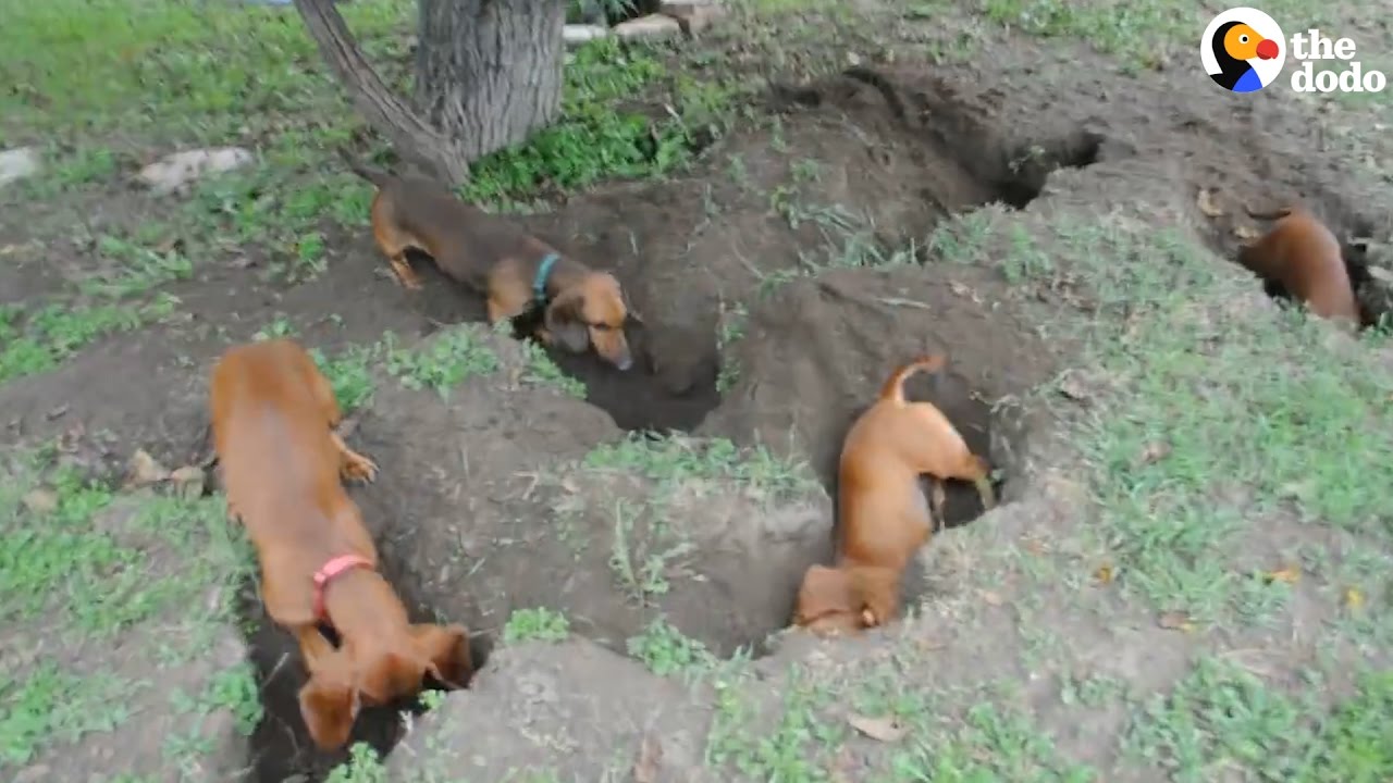 Dachshunds Dig The Best Holes