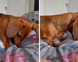 Dachshund puppy’s bedtime routine is simply hilarious
