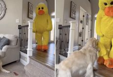 Guy Decides To Bring His Dog’s Favorite Toy To Life