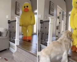 Guy Decides To Bring His Dog’s Favorite Toy To Life