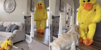 Guy Decides To Bring His Dog’s Favorite Toy To Life