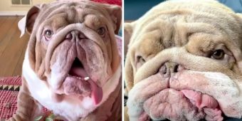 Dog Named ‘Mugshot’ Because Of His Unique Look Gets Mom Who Loves Him For Him