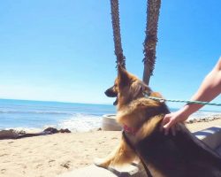 Dog kept on chain his whole life gets to see ocean for the first time ever – catches rescuer off guard with his reaction