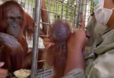 Orangutan mom finally reunites with her kidnapped baby and her reaction has us tearing up