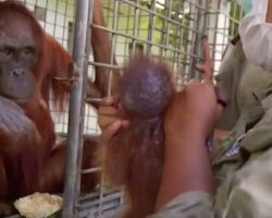 Orangutan mom finally reunites with her kidnapped baby and her reaction has us tearing up