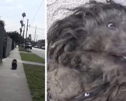 Little Dog Was Abandoned On The Street A Year Ago And Became Unrecognizable