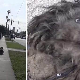 Little Dog Was Abandoned On The Street A Year Ago And Became Unrecognizable