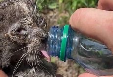 Tiny Kitten Stuck At The Bottom Of Storm Drain Falls In Love With Her Huge Foster Brother