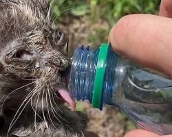Tiny Kitten Stuck At The Bottom Of Storm Drain Falls In Love With Her Huge Foster Brother