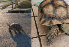 Missing tortoise reunites with owner after being rescued from highway