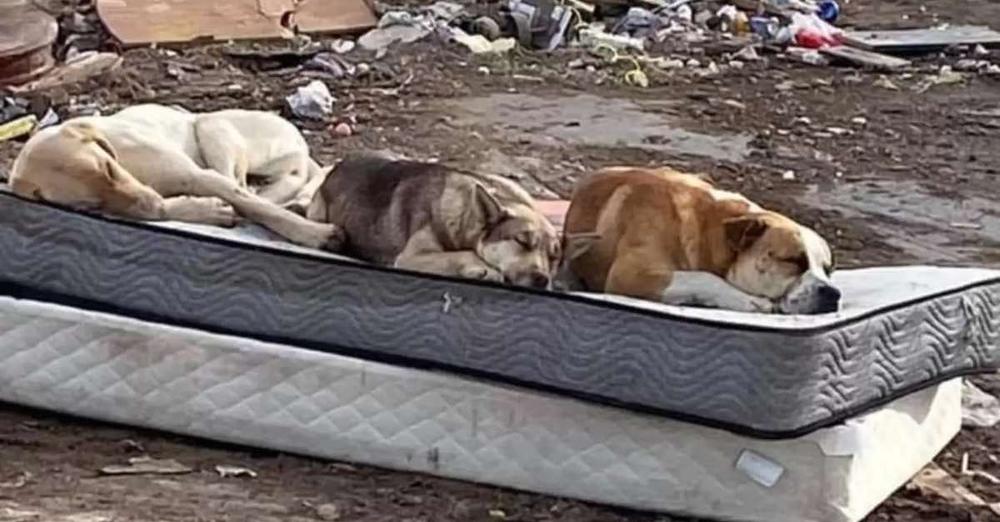 Three Dogs Rescued From Dump Pose A Year Later For Heartwarming Photo