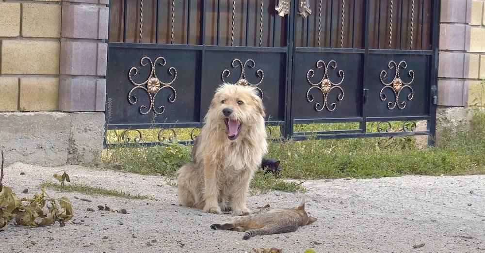 Owner Sold His House And Left The Dog Behind, And Oscar Sat Waiting At The Gate