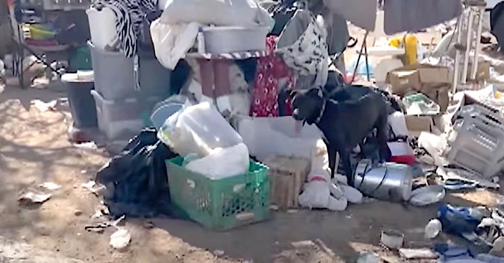 150 Dogs Hoarded On Desert Property Did Their Best To Make Themselves At Home