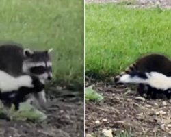 Orphaned Skunk And Raccoon Team Up To Support One Another