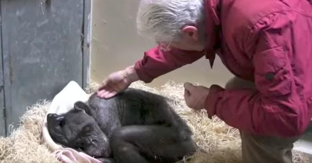 59-Year-Old Dying Chimp Recognizes Her Old Caretaker’s Voice And Has Heartachingly Beautiful Reaction