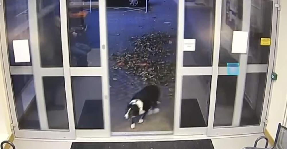 Lost Border Collie Cleverly Gets Herself Help At Police Station