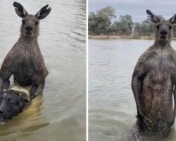 Man Confronts Wild Kangaroo Holding His Dog Underwater