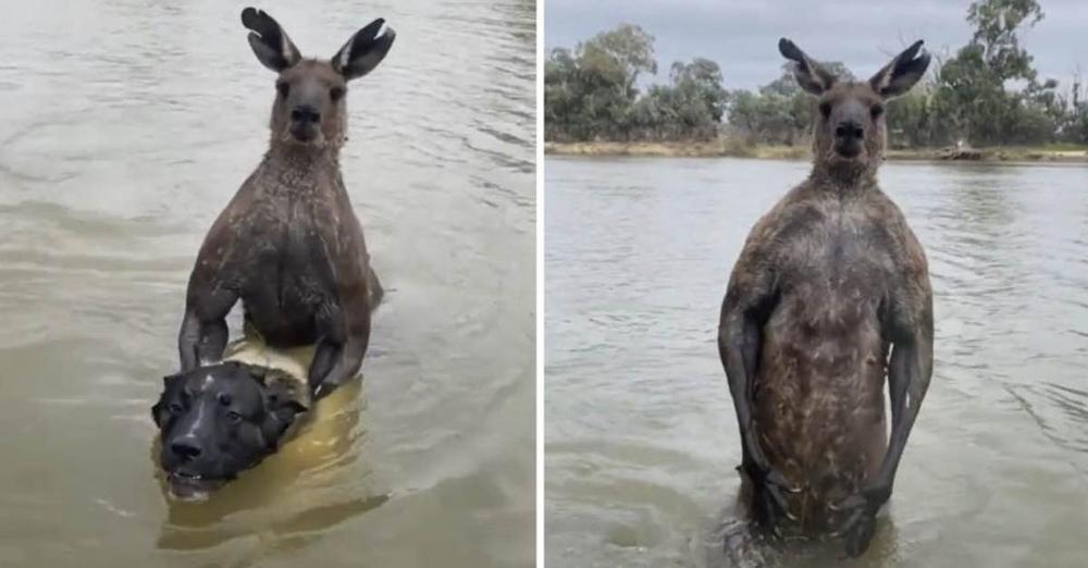 Man Confronts Wild Kangaroo Holding His Dog Underwater