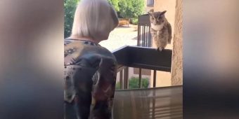 Owl Visits 98-Year-Old Grandmother Almost Every Day To Chat