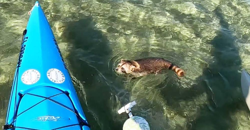 Baby Raccoon Snoozes In Tackle Box After Fisherman Saves Him From Ocean