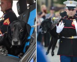 Military Dog Who Suffers From Terminal Cancer, Gets Heartwarming Hero’s Farewell