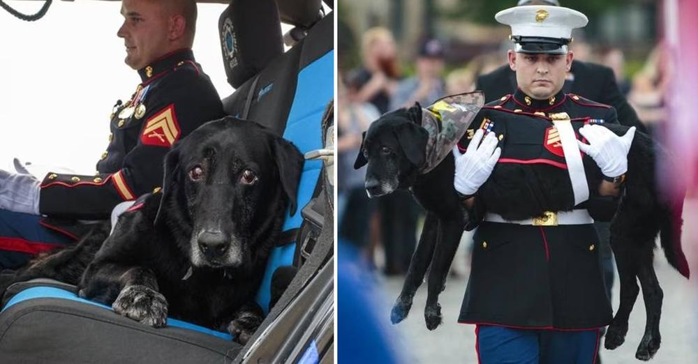 Military Dog Who Suffers From Terminal Cancer, Gets Heartwarming Hero’s Farewell