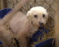 Little Dog Sat Waiting In A Tiny Cage Closed Off From The World