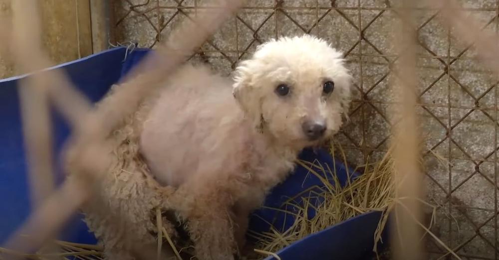 Little Dog Sat Waiting In A Tiny Cage Closed Off From The World