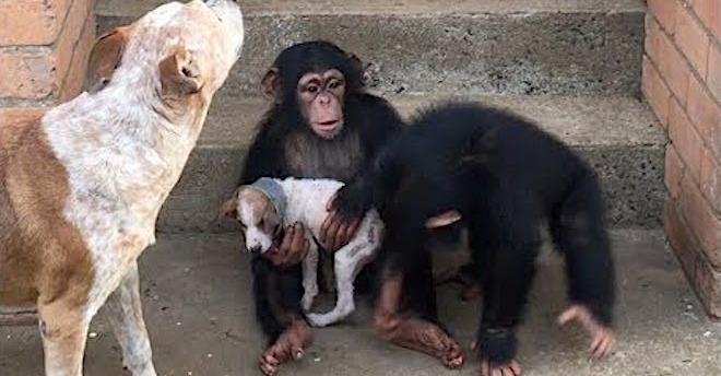 Dying Puppy Rescued From Roadside Makes Amazing Recovery At Chimp Sanctuary