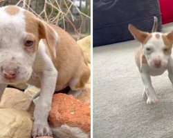 Pumpkin Sat Shaking When Surrendered But Now Bounces Through A Home