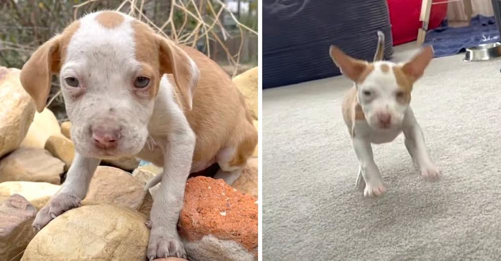 Pumpkin Sat Shaking When Surrendered But Now Bounces Through A Home