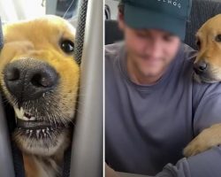 Dog Wants to Be Friends with Every Passenger He Meets on Train