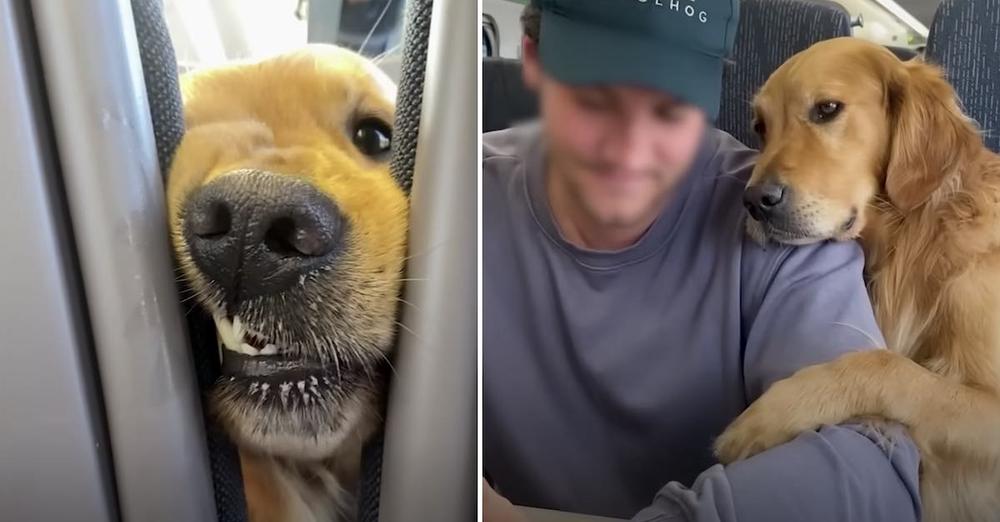 Dog Wants to Be Friends with Every Passenger He Meets on Train
