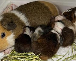 Shelter guinea pig mom gives birth to 10 babies, more than the world record